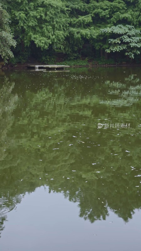 园博园雨天湖与森林的雨天氛围