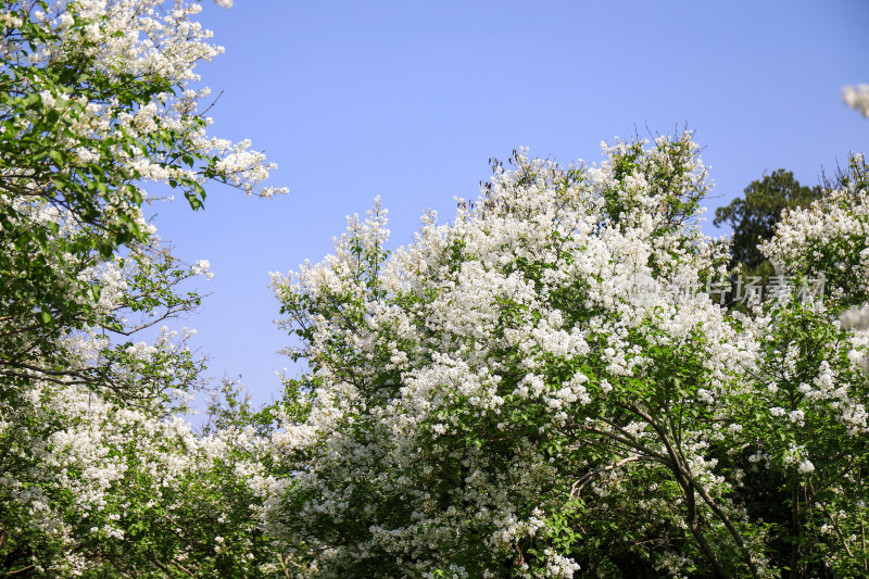 春天四月丁香花花卉开放治愈清新