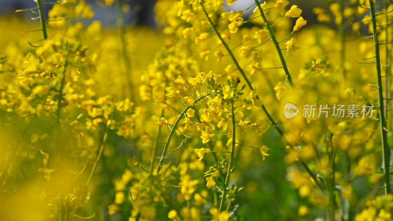 春天油菜花