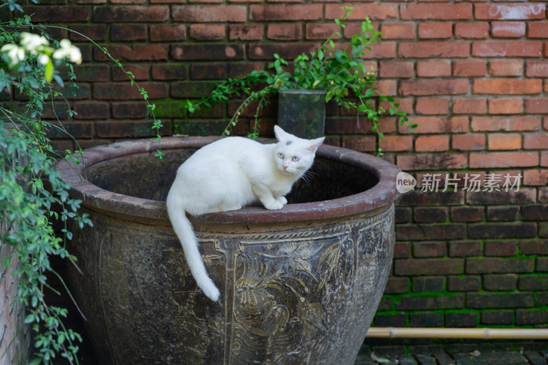白猫在水缸上休息红砖建筑青苔
