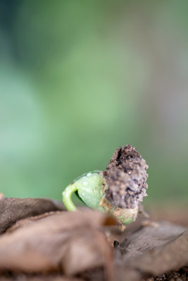 来年春天枯叶里长出的嫩芽