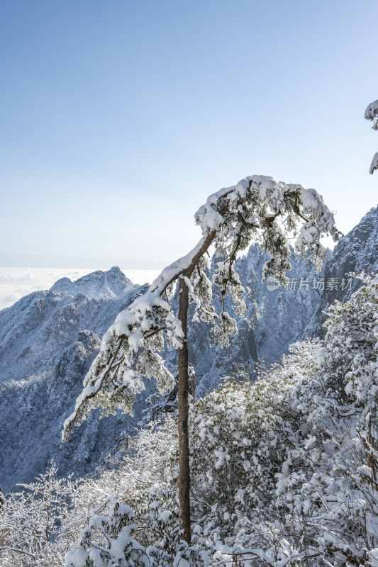 雪覆山林的自然风光景象(黄山仙鹤松)