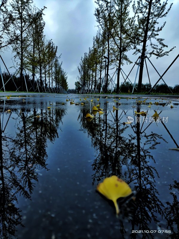 雨后的小路的银杏叶