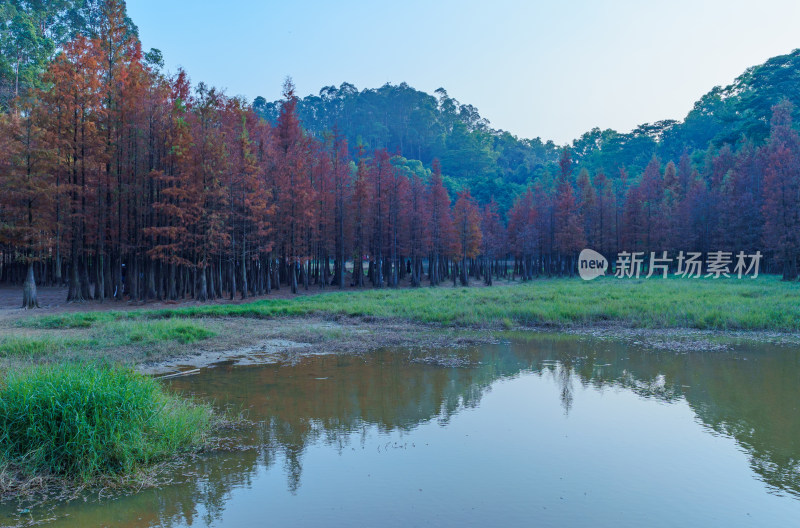 广州番禺大夫山森林公园落羽杉树林红叶