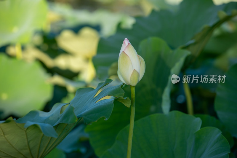 荷花花苞特写图片