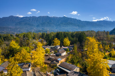 高山下金黄的银杏村落