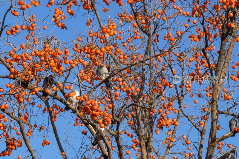 一群鸽子在柿子树上休息丰收季