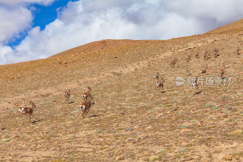 高原上奔跑的羚羊