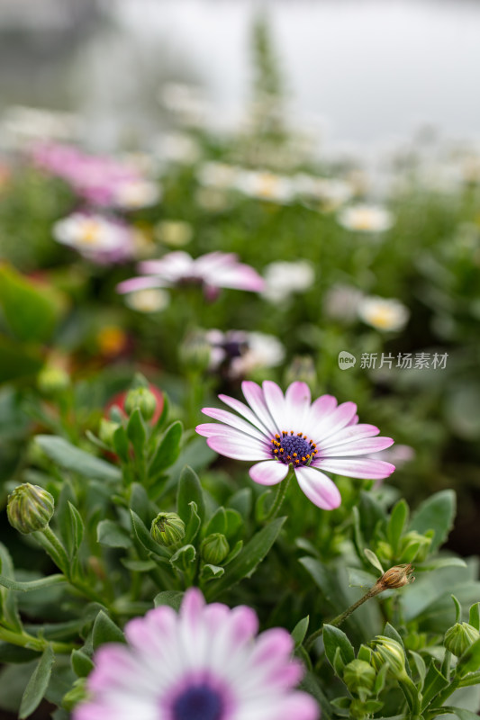 杭州西湖景区盛开的鲜花