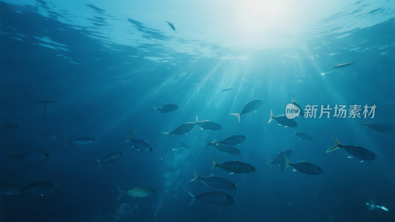 海底世界鱼群阳光治愈唯美背景图