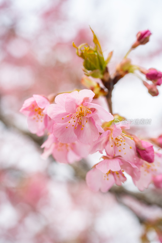 春天早樱粉色樱花河津樱盛开