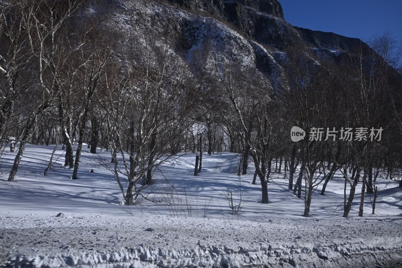 积雪覆盖的山林景象