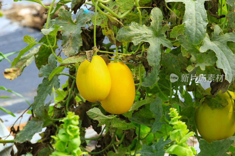 夏日农田地里成熟的瓜果