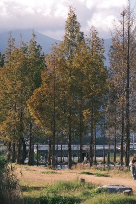 秋日树林边漫步场景