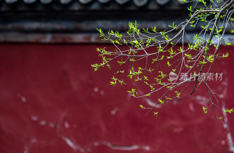 北京颐和园春芽古建筑红墙