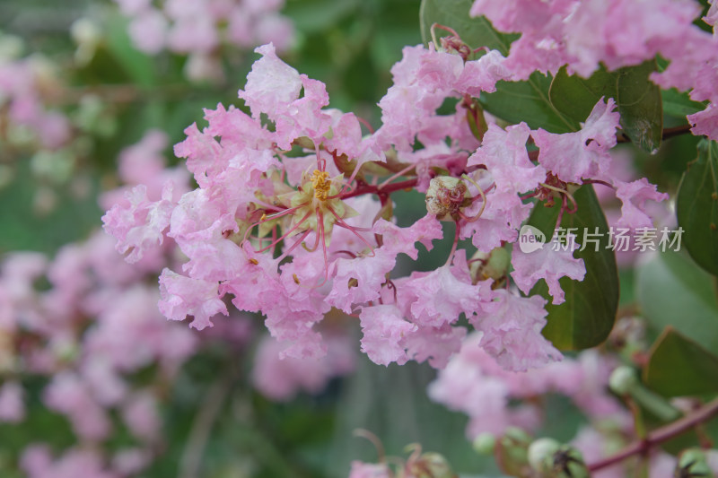 下雨天的花朵