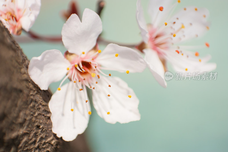 唯美花朵特写