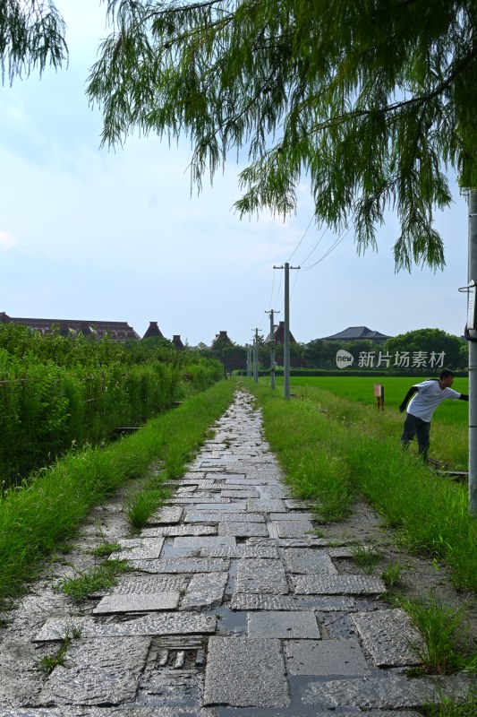 雨后乡村石板路与田间劳作场景