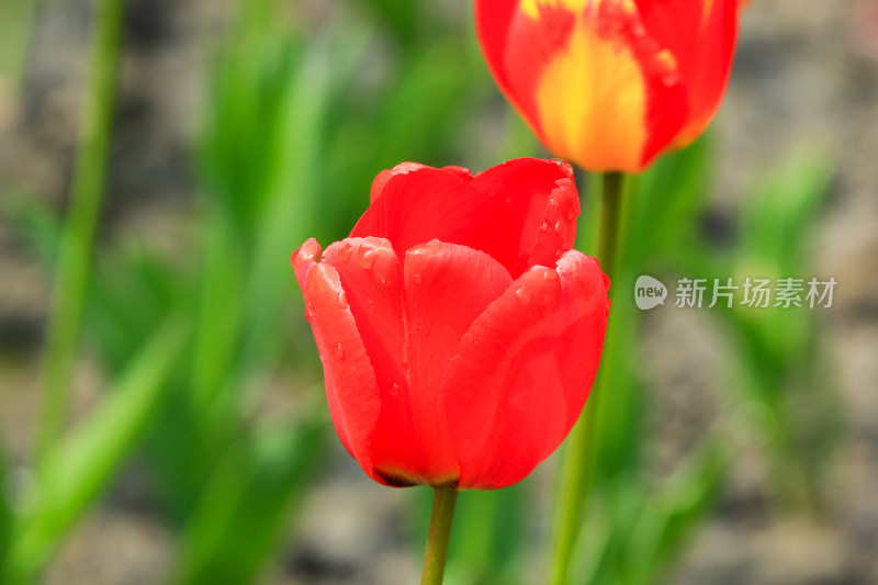 郁金香鲜花实拍背景