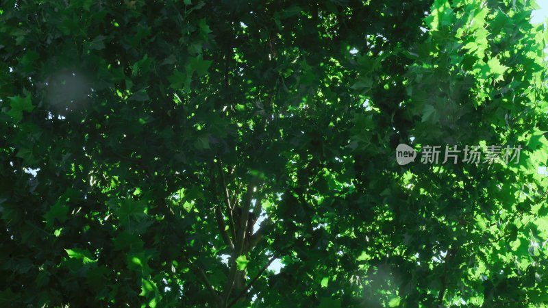 茂密绿树阳光透过枝叶