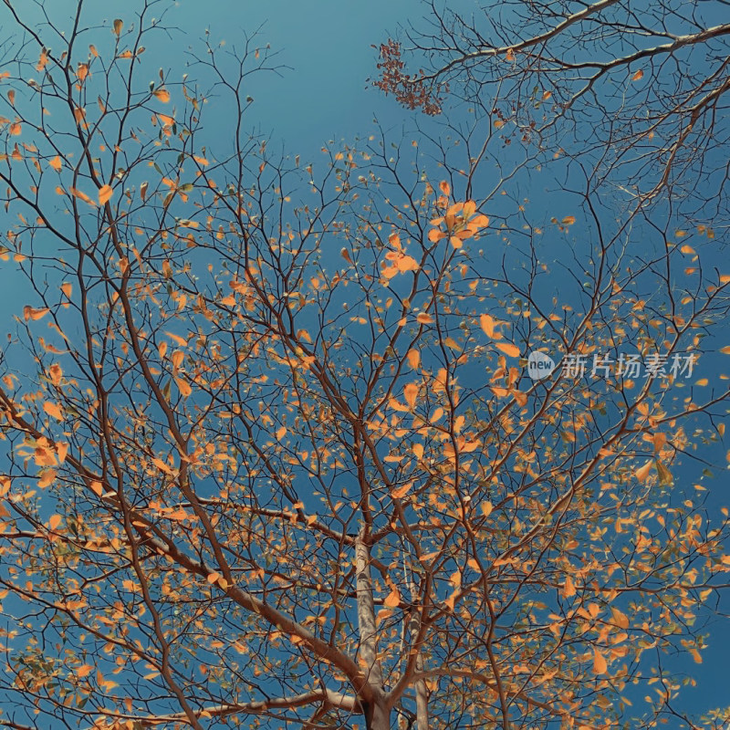 秋天蓝天背景下树木仰拍特写