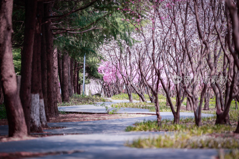 城市道路旁盛开的樱花景观