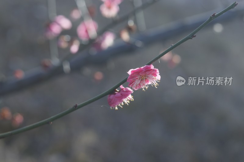 梅花 腊梅 红梅花