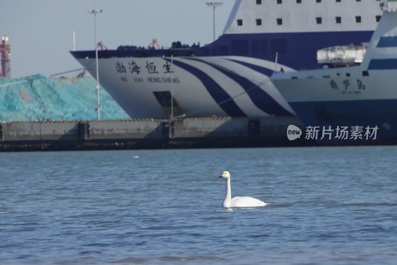 威海经区九龙湾的大天鹅与渤海恒生游轮