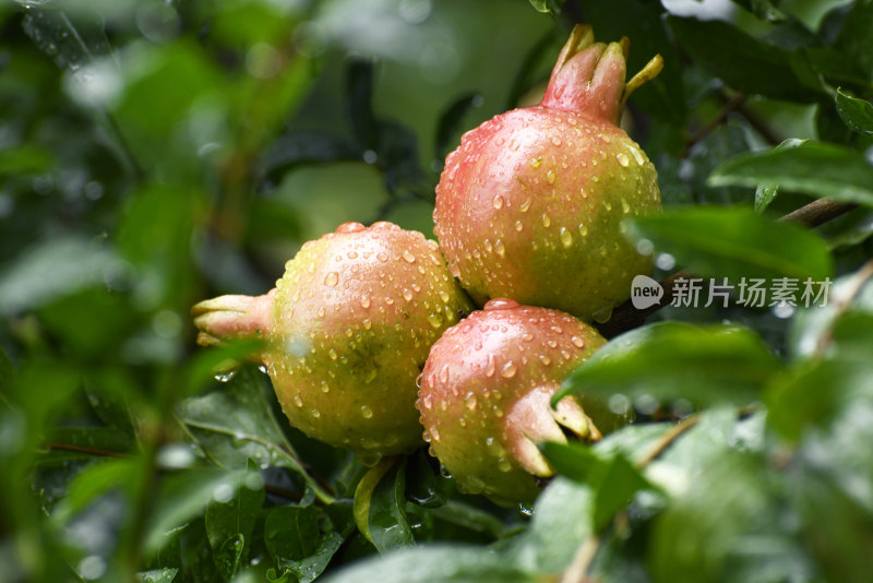 山东枣庄冠世榴园挂满雨珠的石榴果实