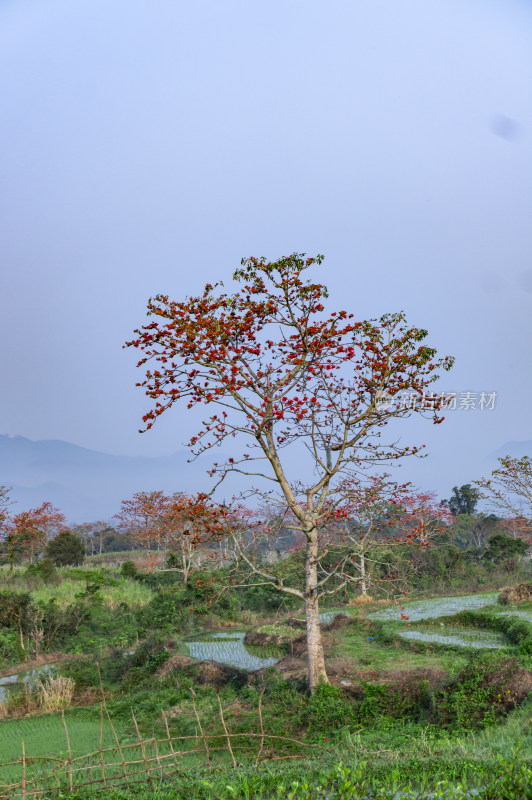 昌江木棉花稻田风景