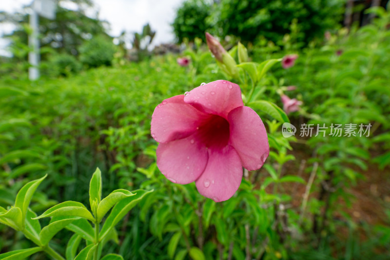 粉红色开花植物紫蝉花