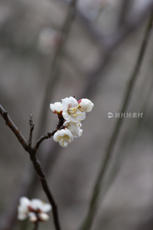 杭州湘湖盛开的白色梅花