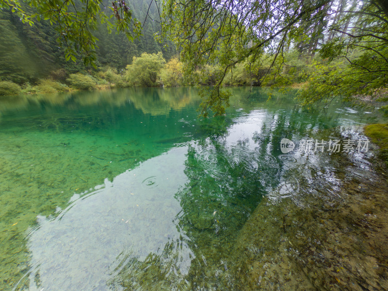 静谧的森林与湖景