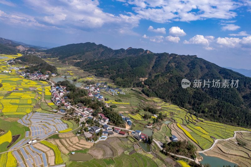 农业种植农田油菜花航拍图