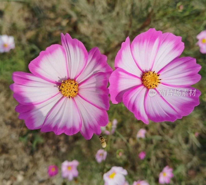 两朵盛开的波斯菊特写