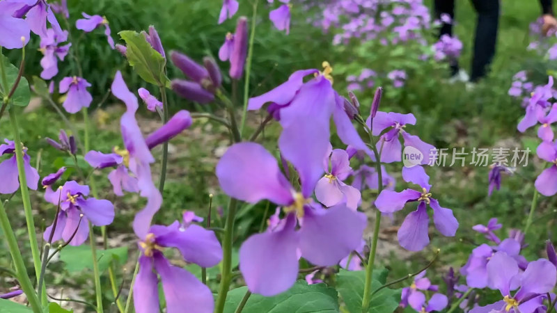 紫色花卉特写