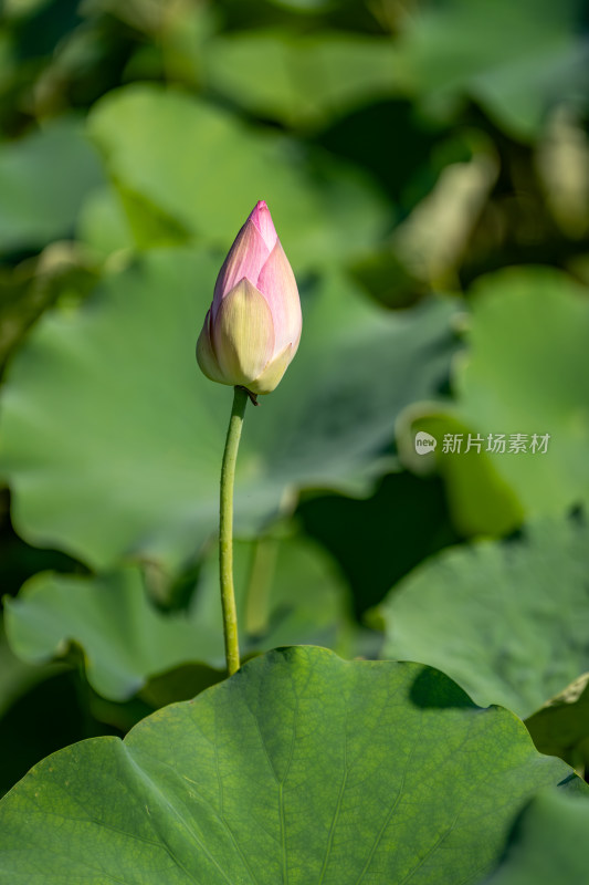 夏天荷花盛开特写