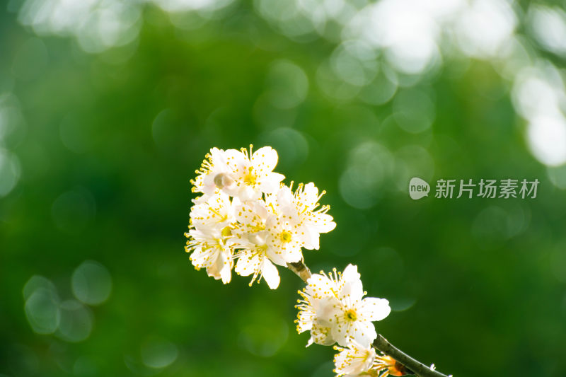 鲜花梨花盛开