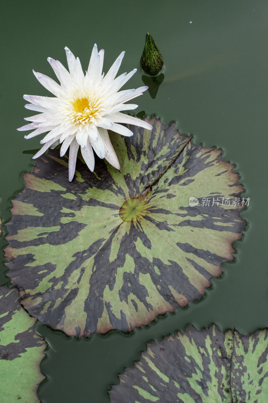 北京国家植物园睡莲