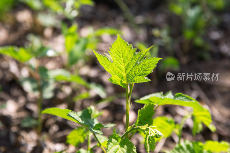 夏天户外公园里的绿叶植物