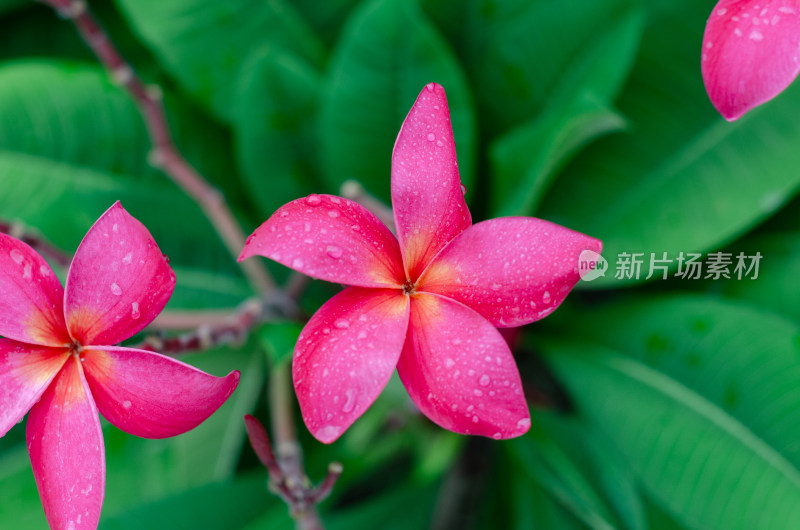 一朵雨中盛开的红鸡蛋花