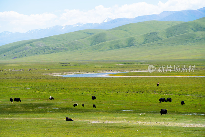 中国新疆伊犁巴音布鲁克草原上的牛羊