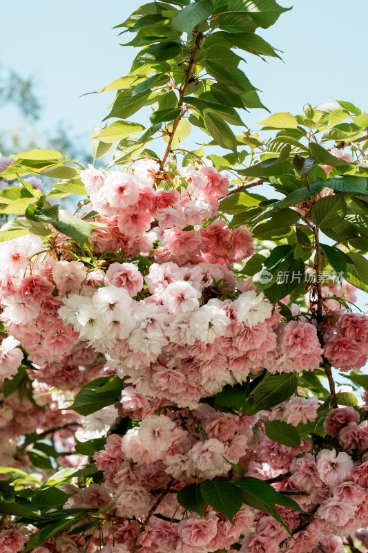 北京朝阳公园樱花