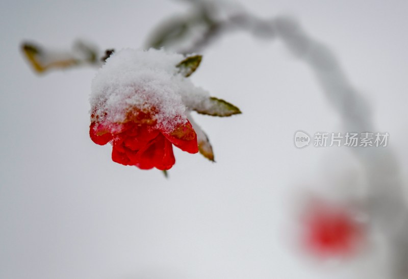 重庆酉阳：雪中月季花