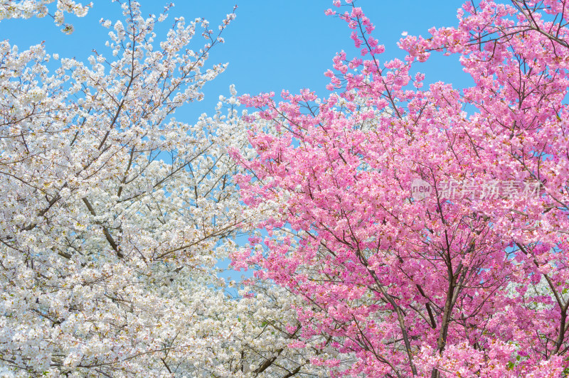 春暖花开春花盛开的武汉东湖樱花花园