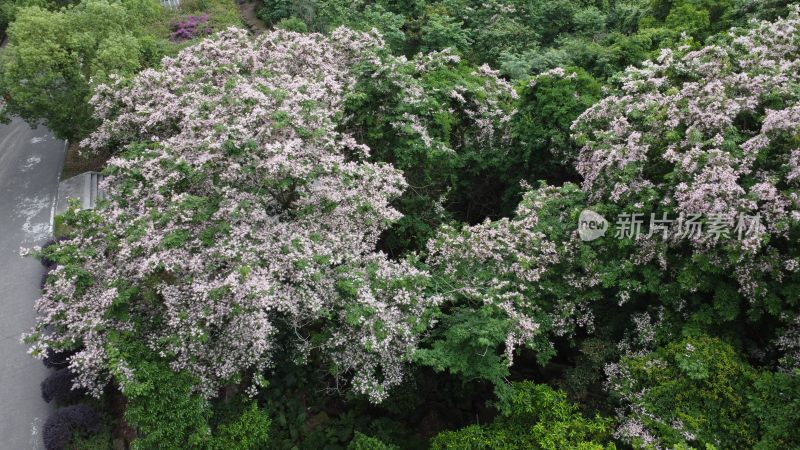 广东东莞：短萼仪花盛开