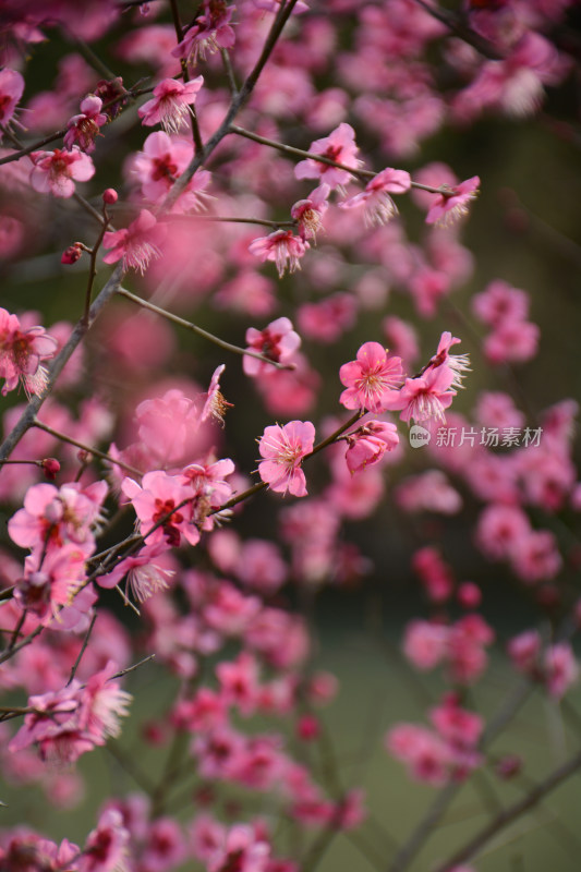 春天红色的梅花