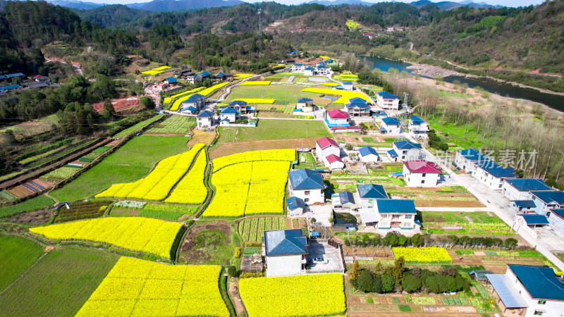 乡村田园油菜花