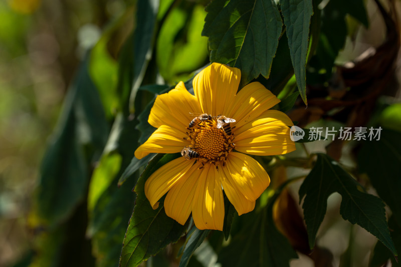 阳光下的肿柄菊