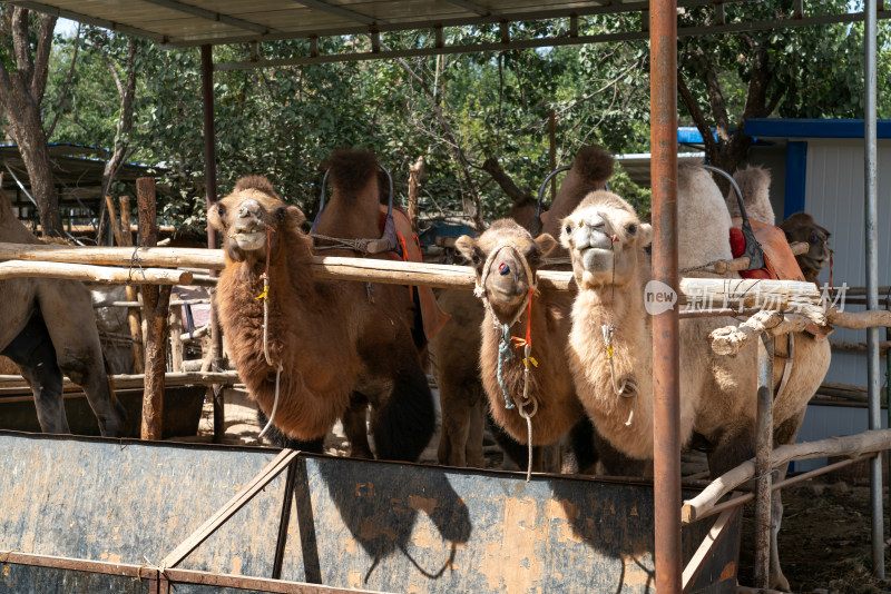 养殖棚里的骆驼